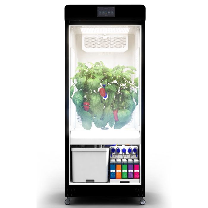 Magical GROW - Limited Time Price