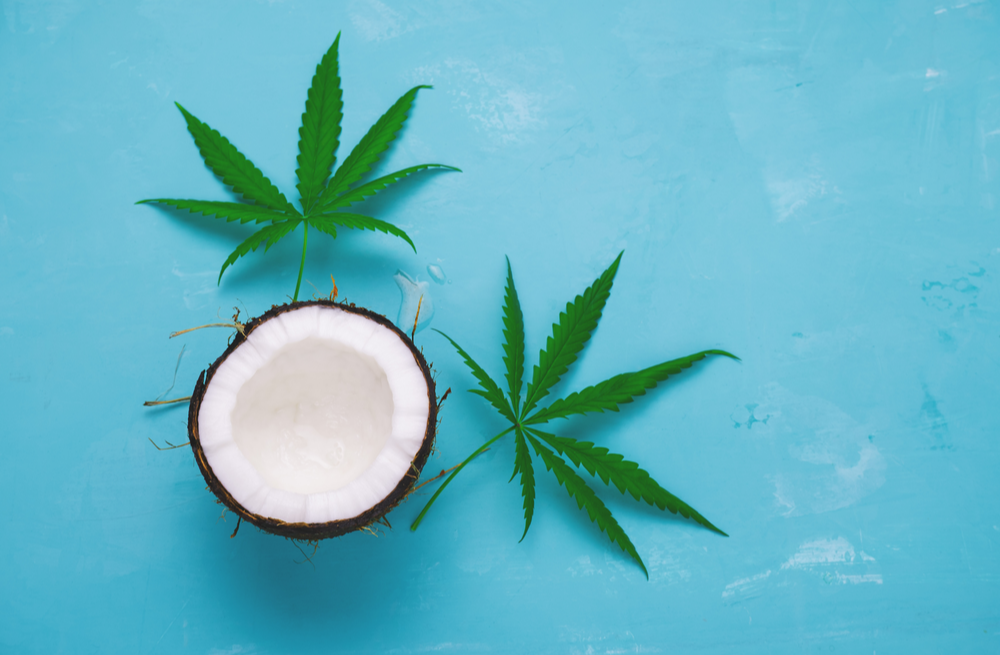 How to Make Cannabis Infused Coconut Oil