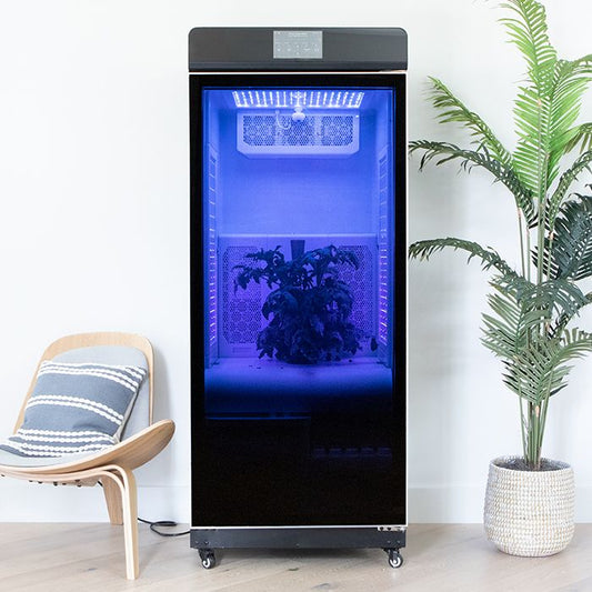 Magical GROW - Limited Time Price